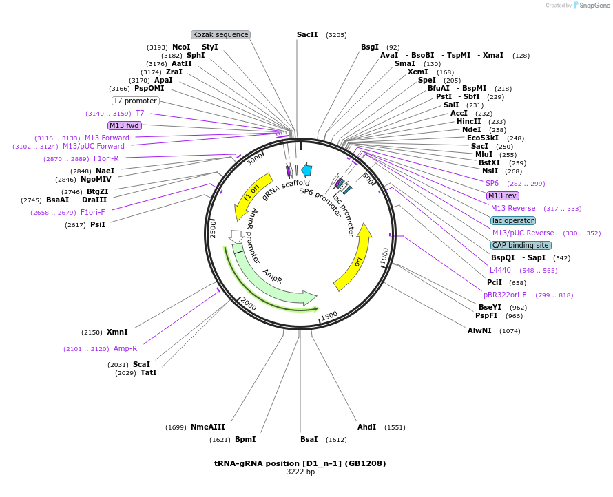 75409-plasmid-map-sequence-id-211946