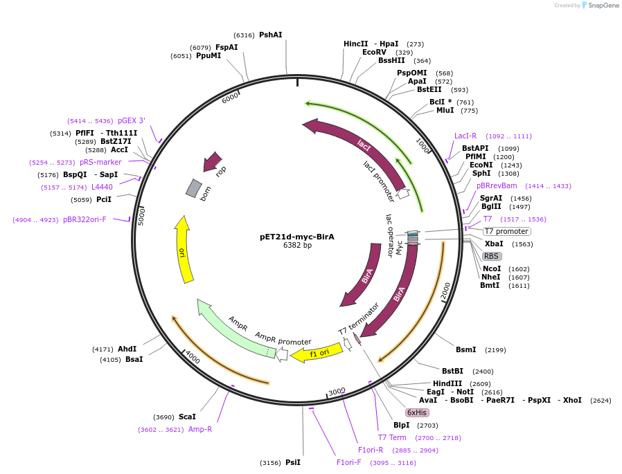 109424-plasmid-map-sequence-id-211948