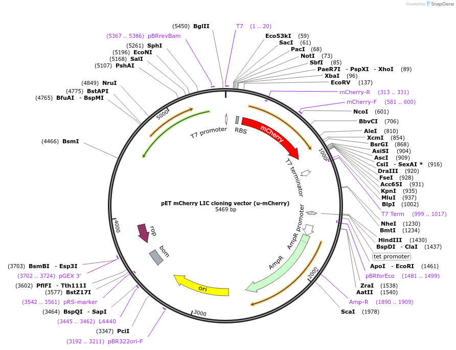 29769-plasmid-map-sequence-id-211954