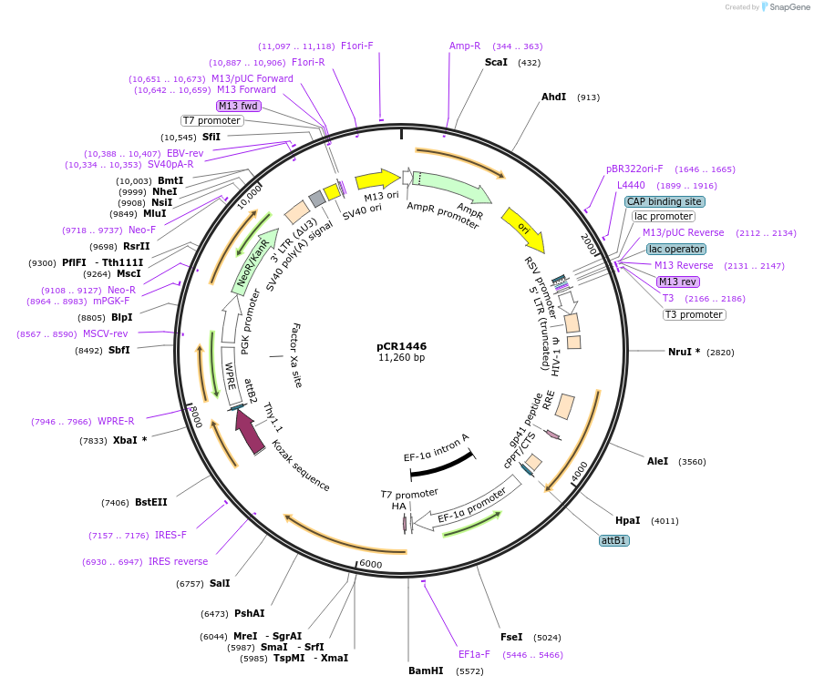 111129-plasmid-map-sequence-id-211957