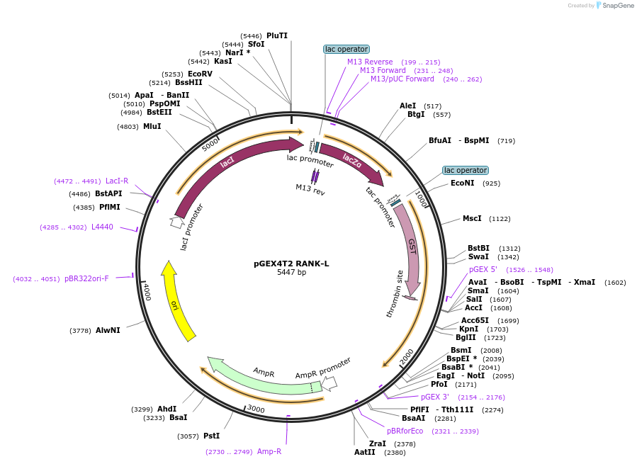 108571-plasmid-map-sequence-id-211959