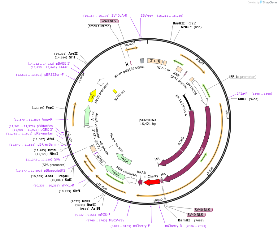 111091-plasmid-map-sequence-id-211980