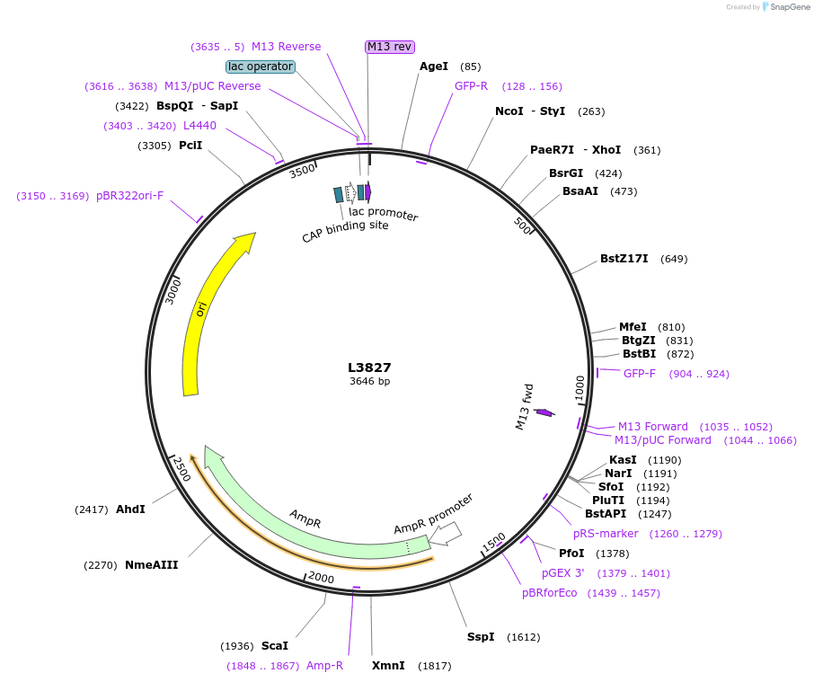 1602-plasmid-map-sequence-id-212