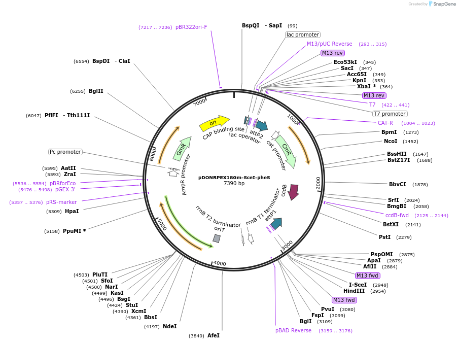 111609-plasmid-map-sequence-id-212087