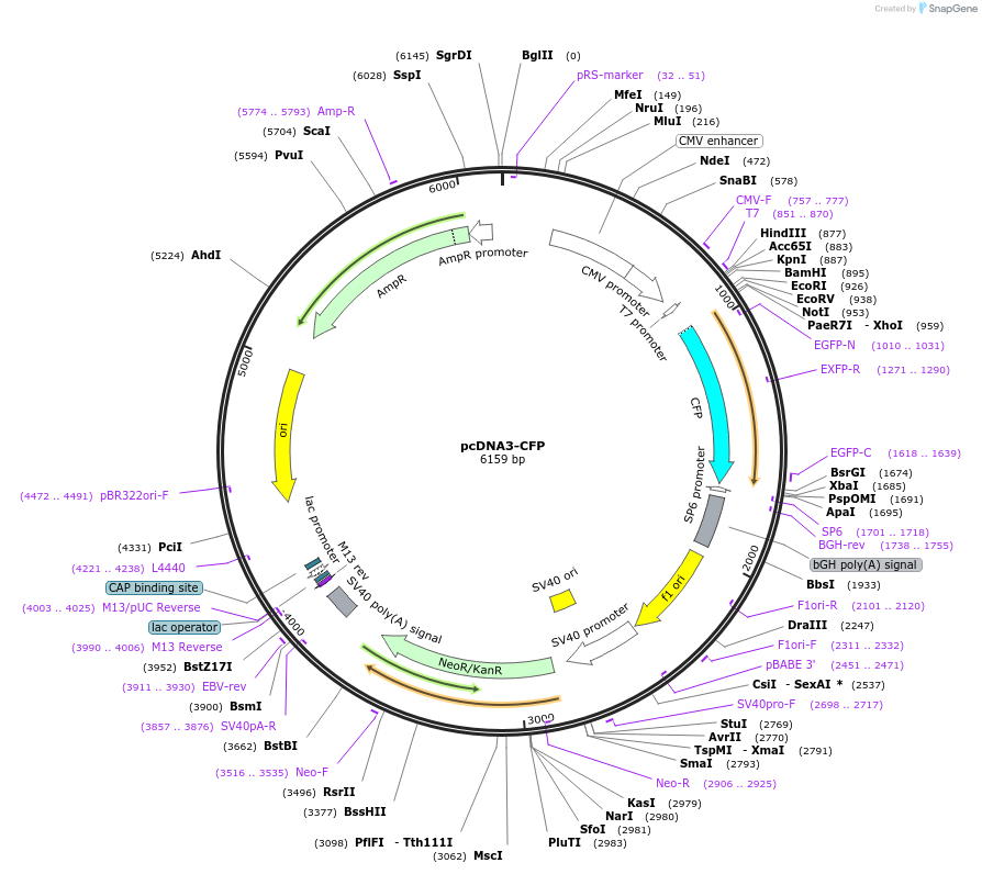 13030-plasmid-map-sequence-id-212096