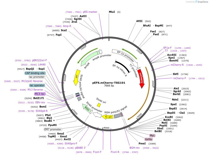 38318-plasmid-map-sequence-id-212102
