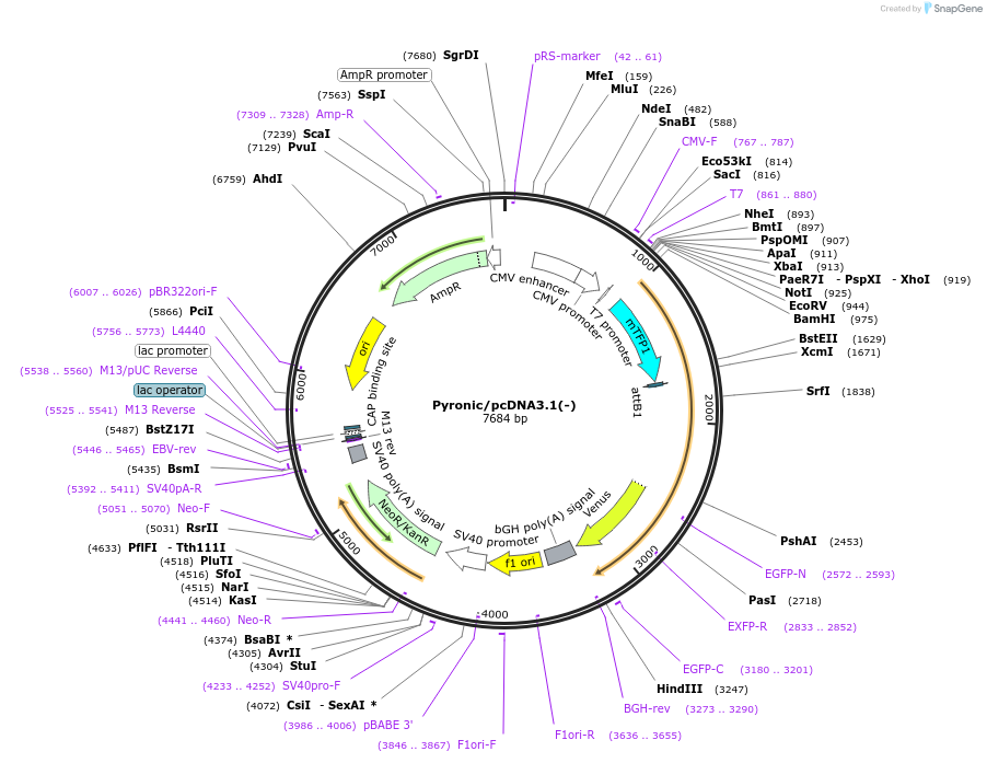51308-plasmid-map-sequence-id-212106