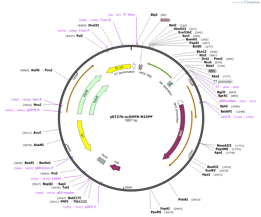 110828-plasmid-map-sequence-id-212176