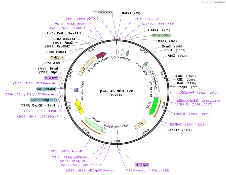 109299-plasmid-map-sequence-id-212177