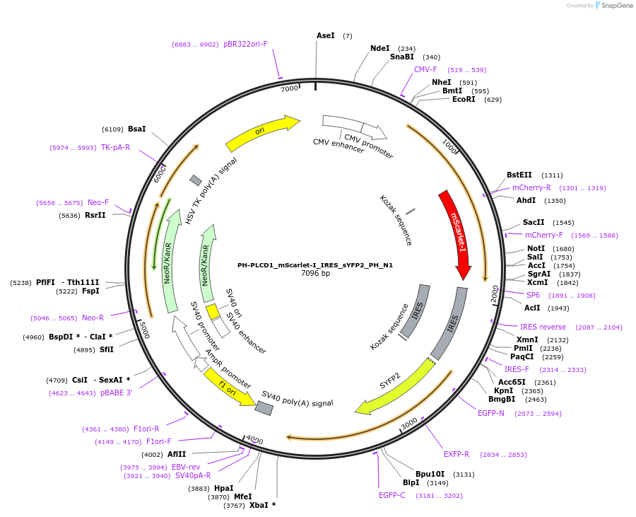 110623-plasmid-map-sequence-id-212179