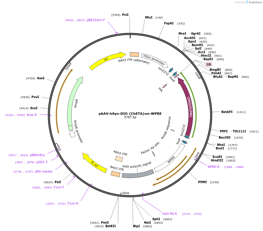 111386-plasmid-map-sequence-id-212215