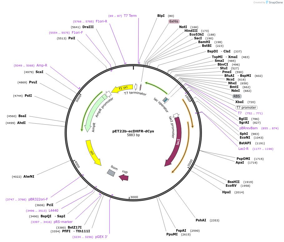 110541-plasmid-map-sequence-id-212216