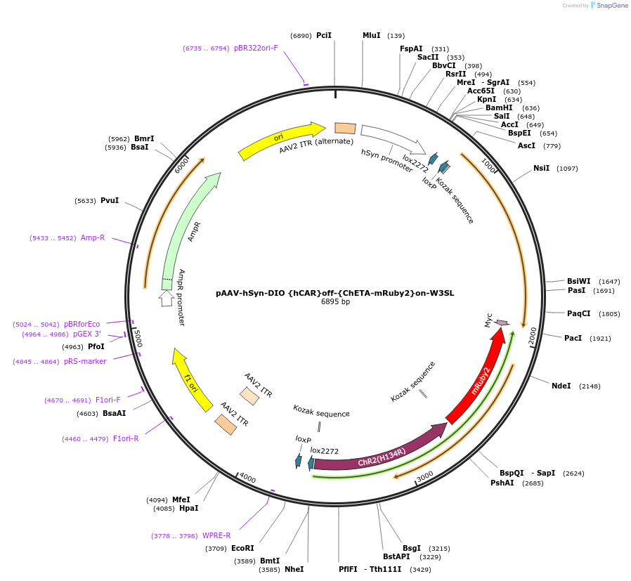 111391-plasmid-map-sequence-id-212240