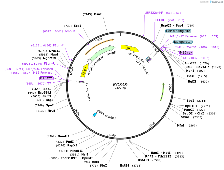111423-plasmid-map-sequence-id-212241