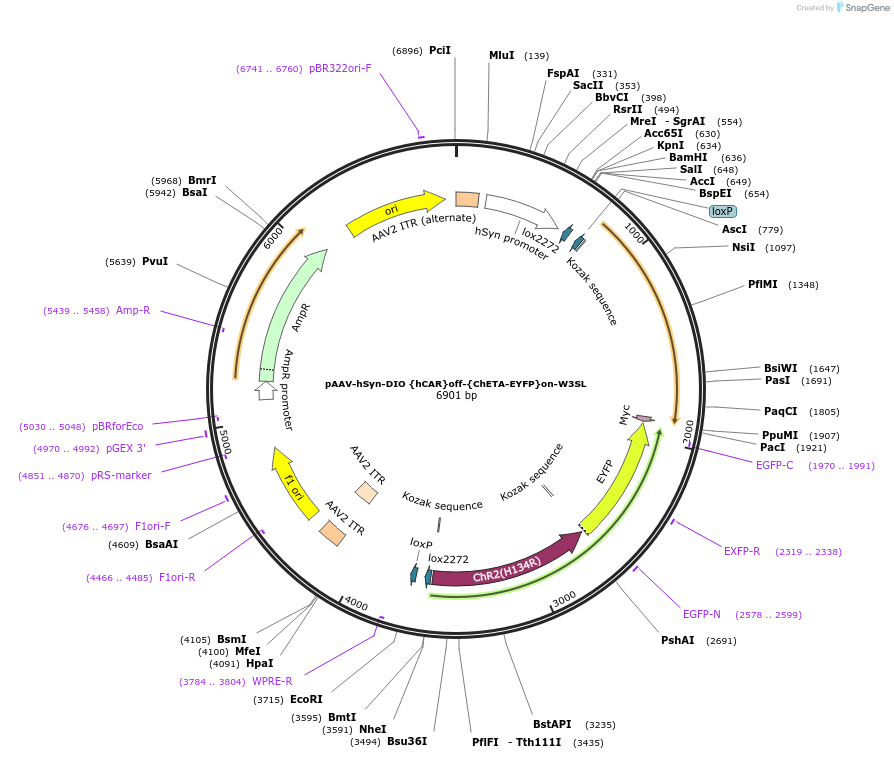111392-plasmid-map-sequence-id-212257