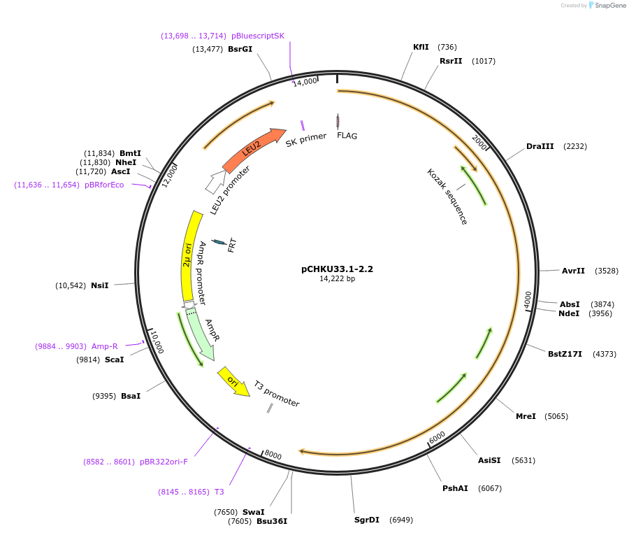 110666-plasmid-map-sequence-id-212259