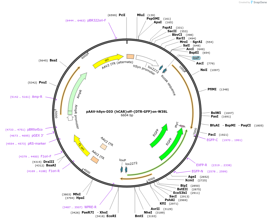 111396-plasmid-map-sequence-id-212262