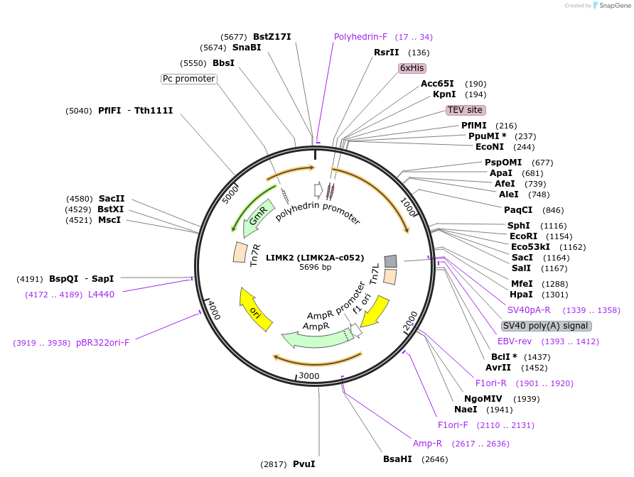 110264-plasmid-map-sequence-id-212269