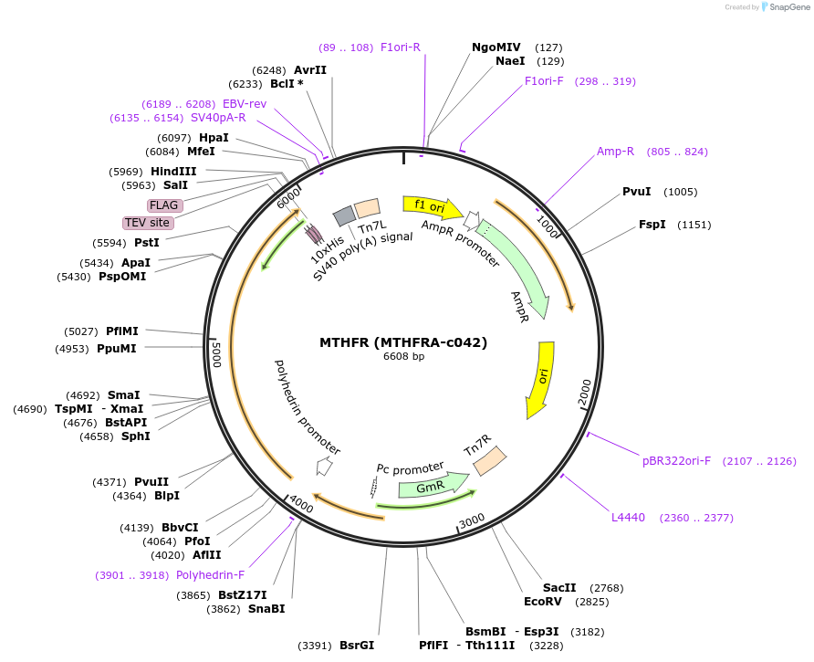 110271-plasmid-map-sequence-id-212270
