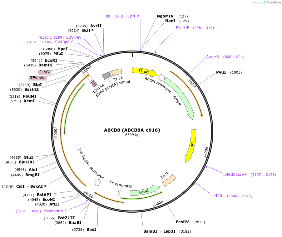 110266-plasmid-map-sequence-id-212276