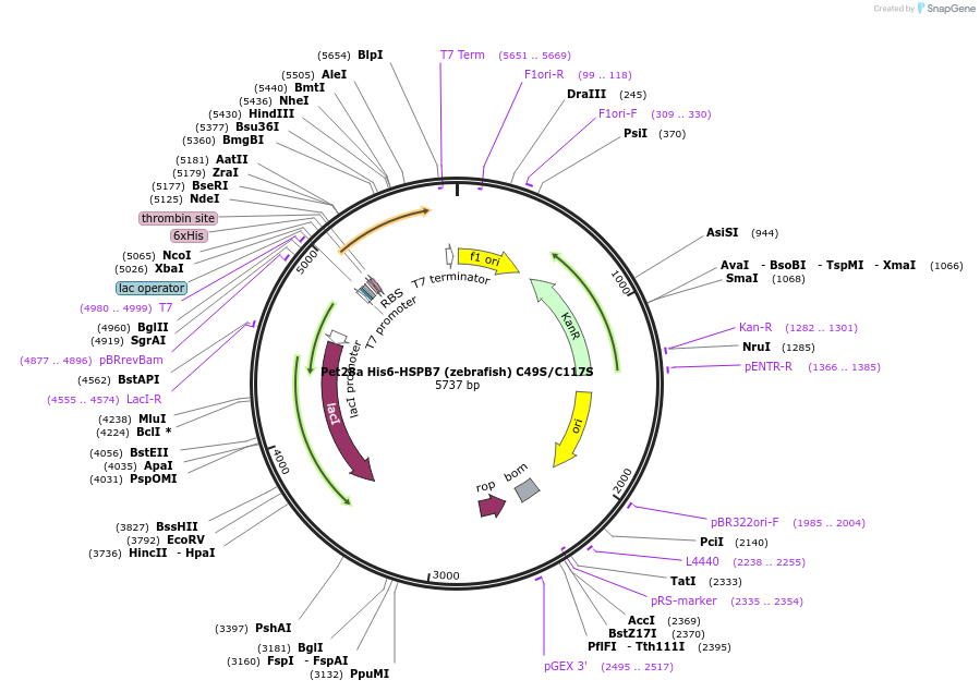 110073-plasmid-map-sequence-id-212290