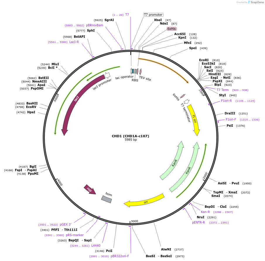 110253-plasmid-map-sequence-id-212335