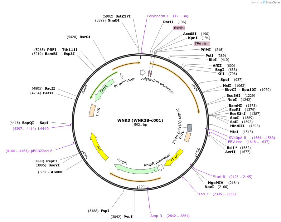 110261-plasmid-map-sequence-id-212339