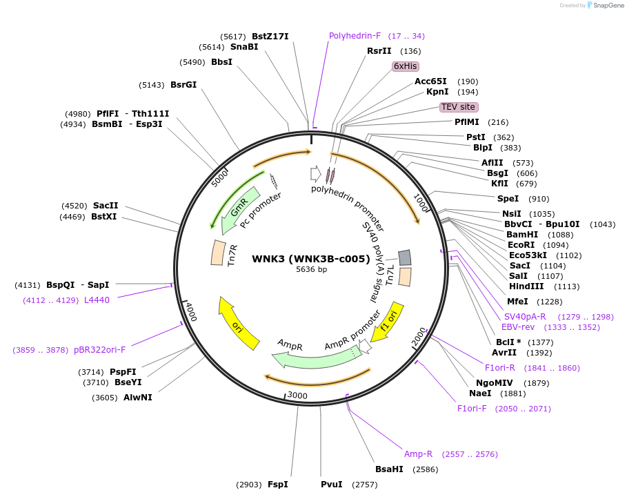 110262-plasmid-map-sequence-id-212340
