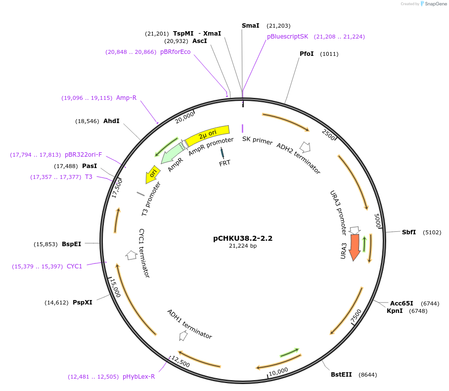 110670-plasmid-map-sequence-id-212351