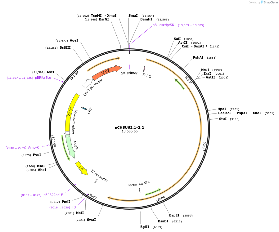 110675-plasmid-map-sequence-id-212382