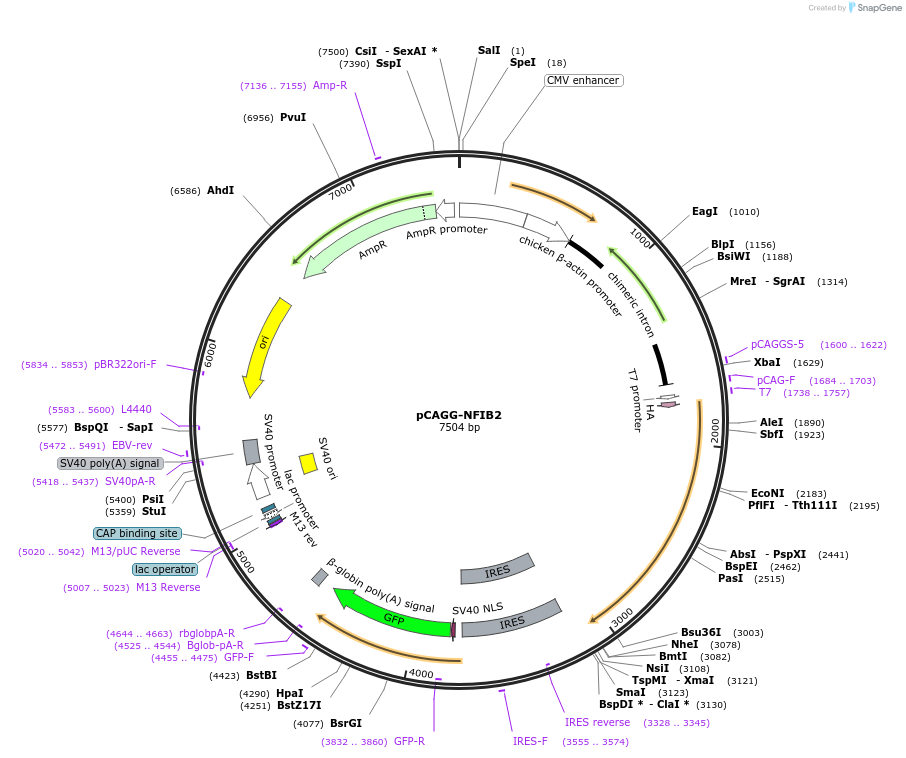 112700-plasmid-map-sequence-id-212390