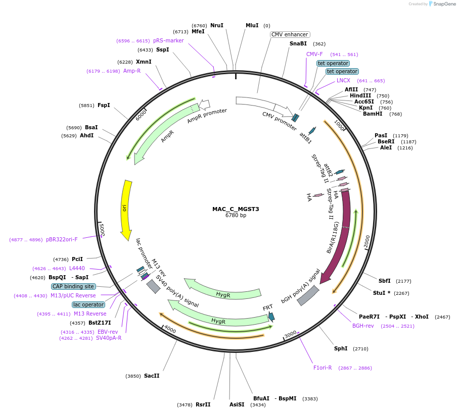 111670-plasmid-map-sequence-id-212395
