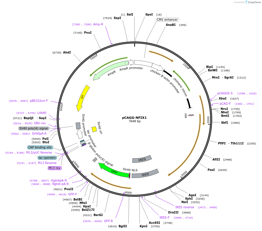 112702-plasmid-map-sequence-id-212396