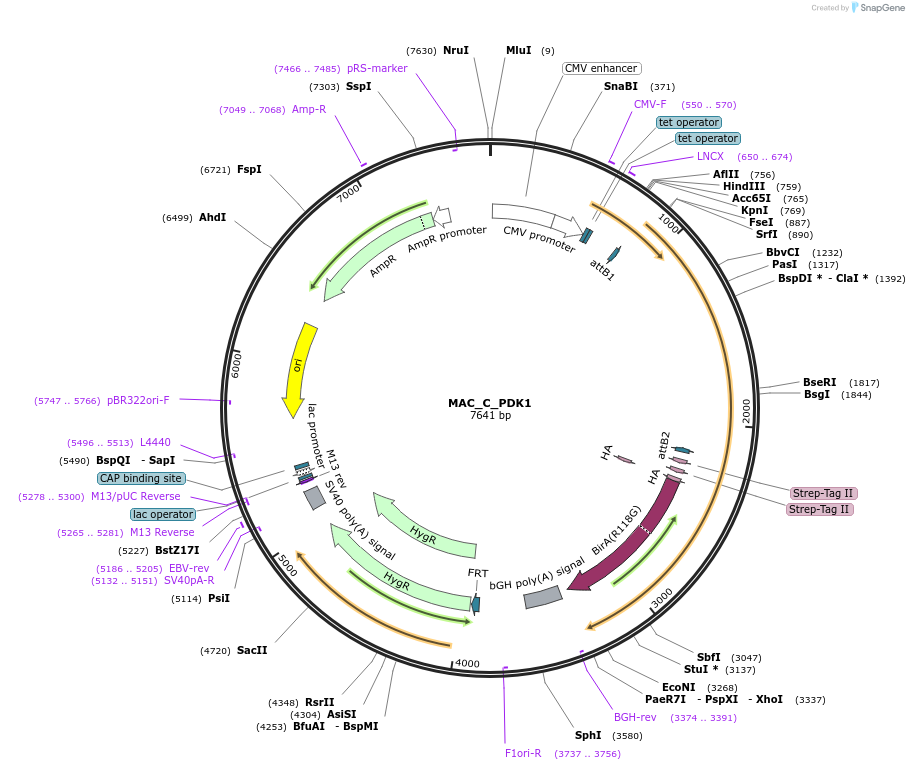 111672-plasmid-map-sequence-id-212397