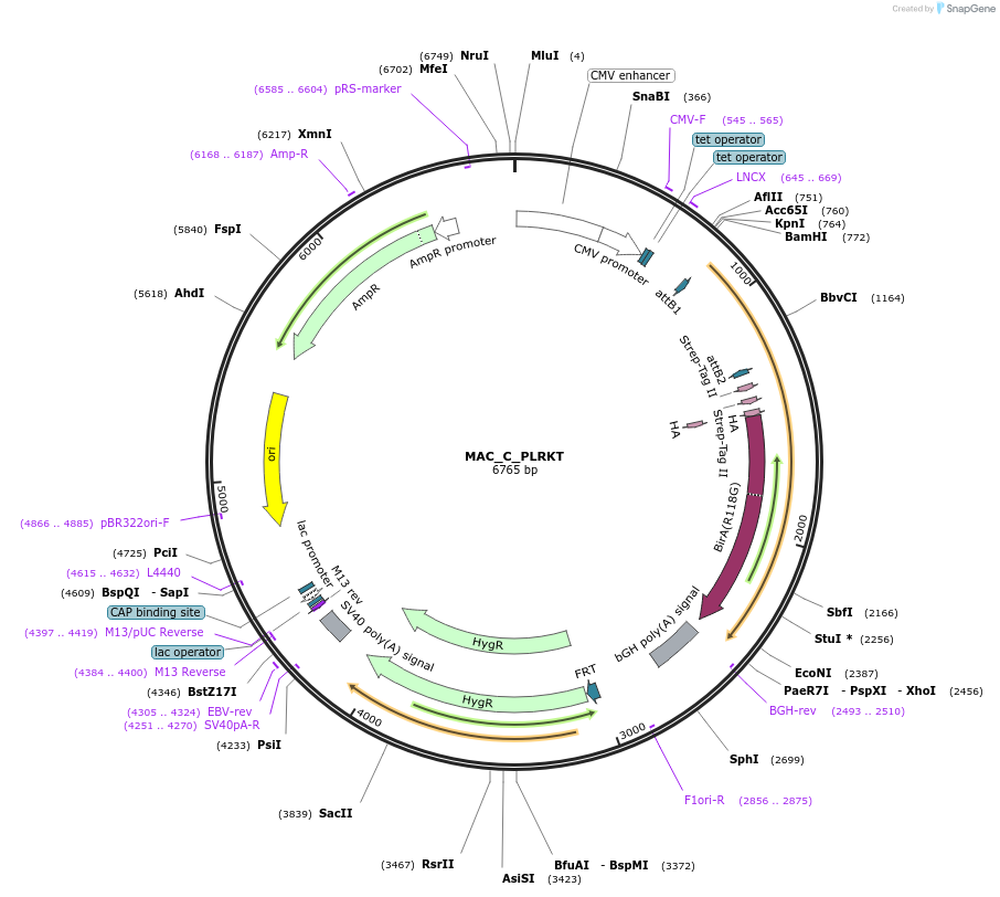 111673-plasmid-map-sequence-id-212398