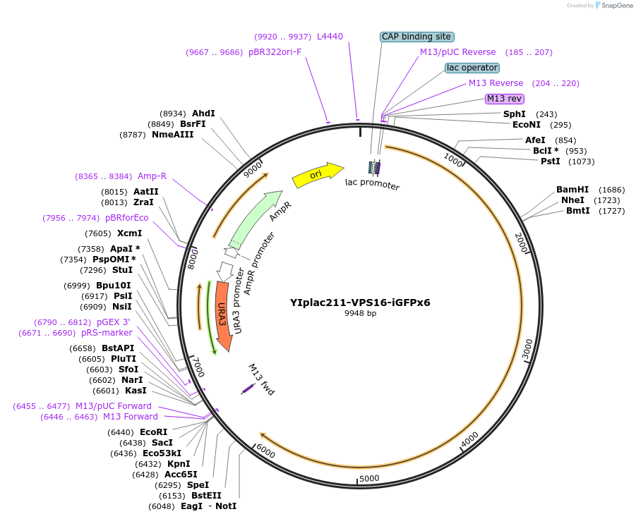 105275-plasmid-map-sequence-id-212406