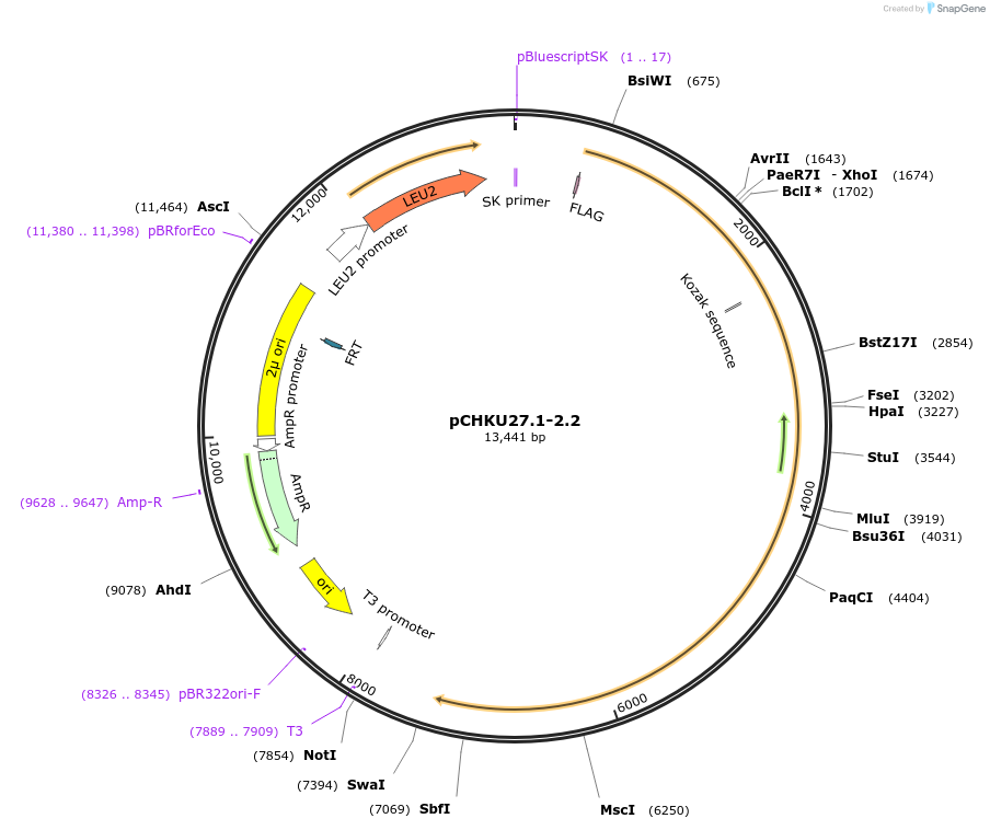 111048-plasmid-map-sequence-id-212411