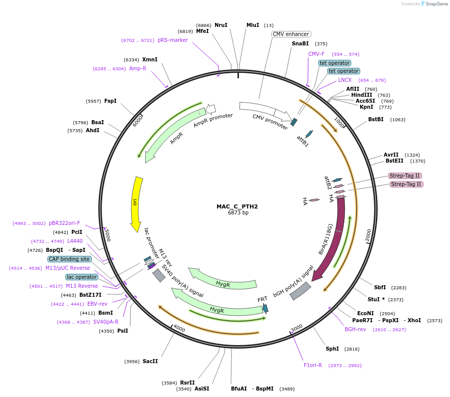 111674-plasmid-map-sequence-id-212412