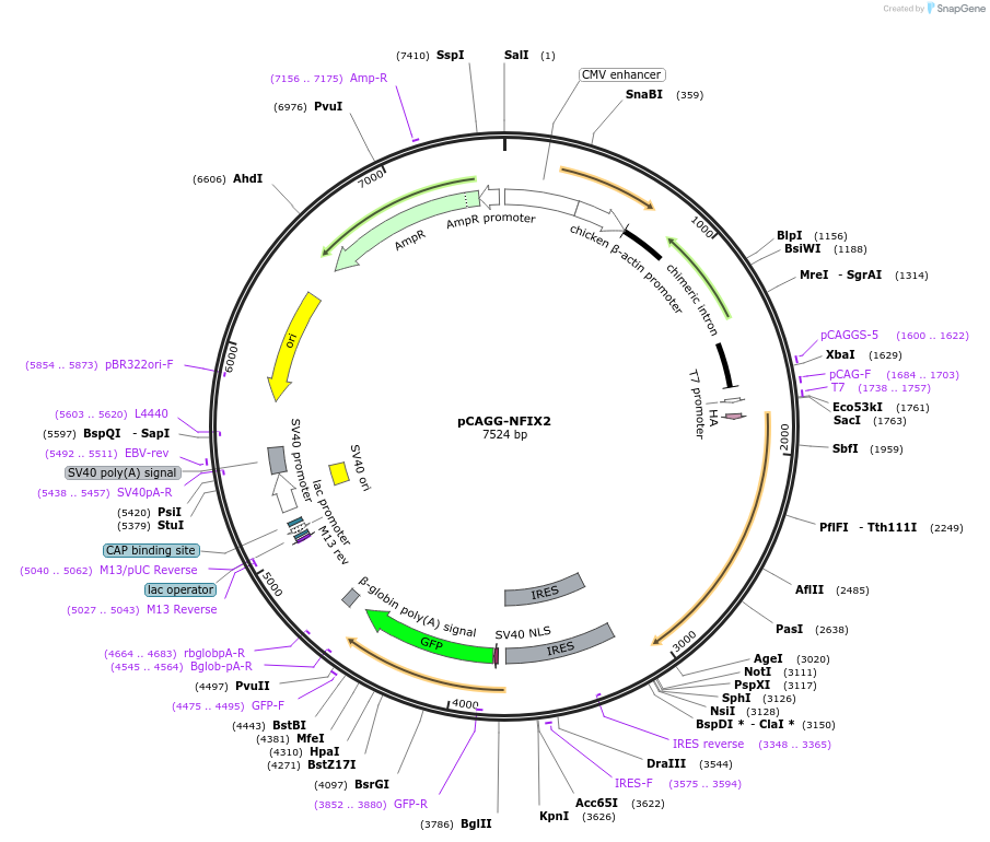 112699-plasmid-map-sequence-id-212413