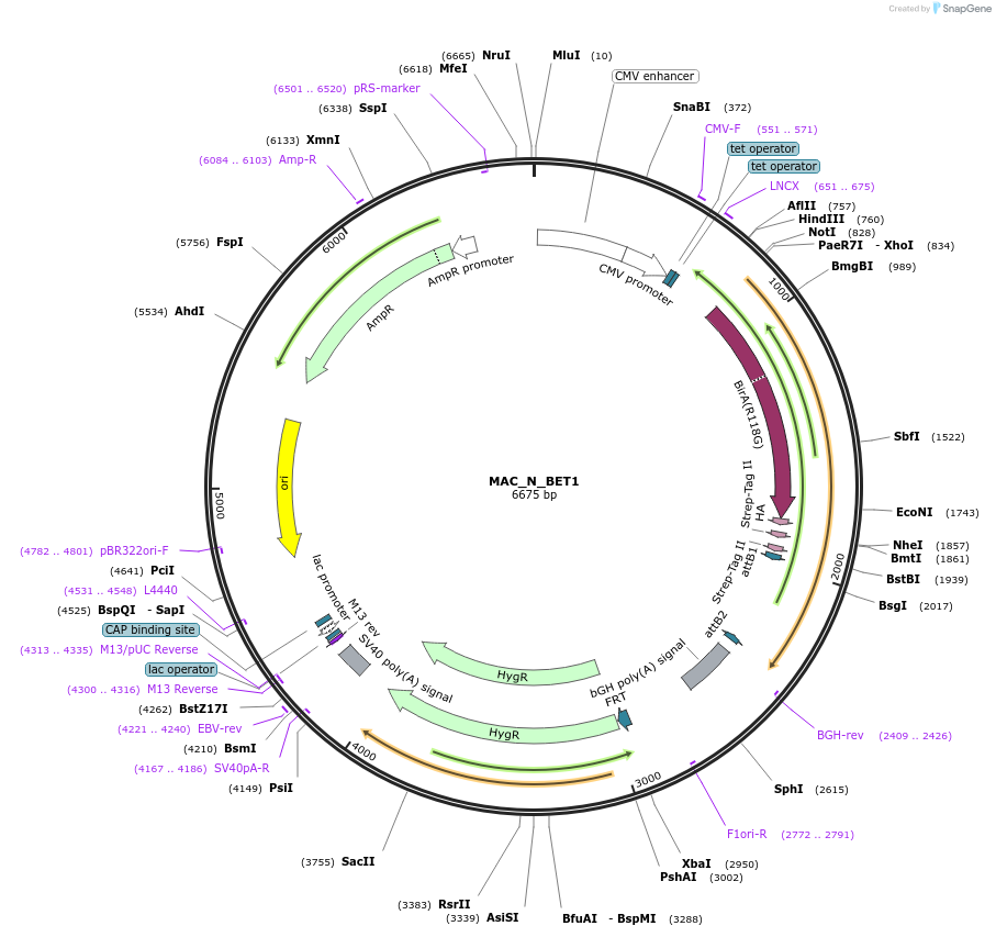111683-plasmid-map-sequence-id-212415