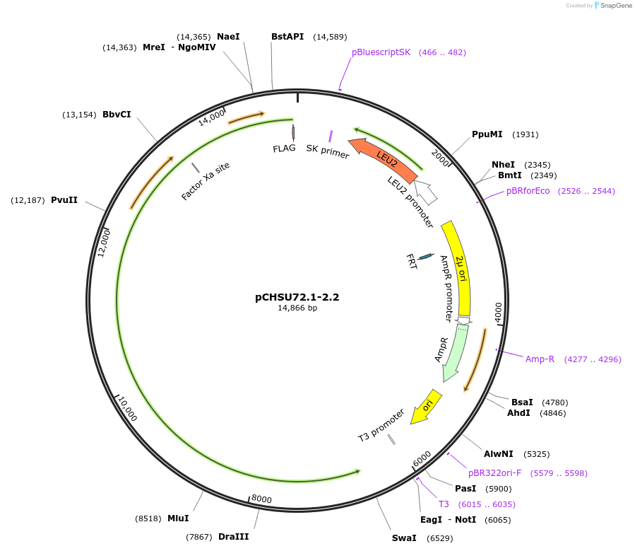 110686-plasmid-map-sequence-id-212417