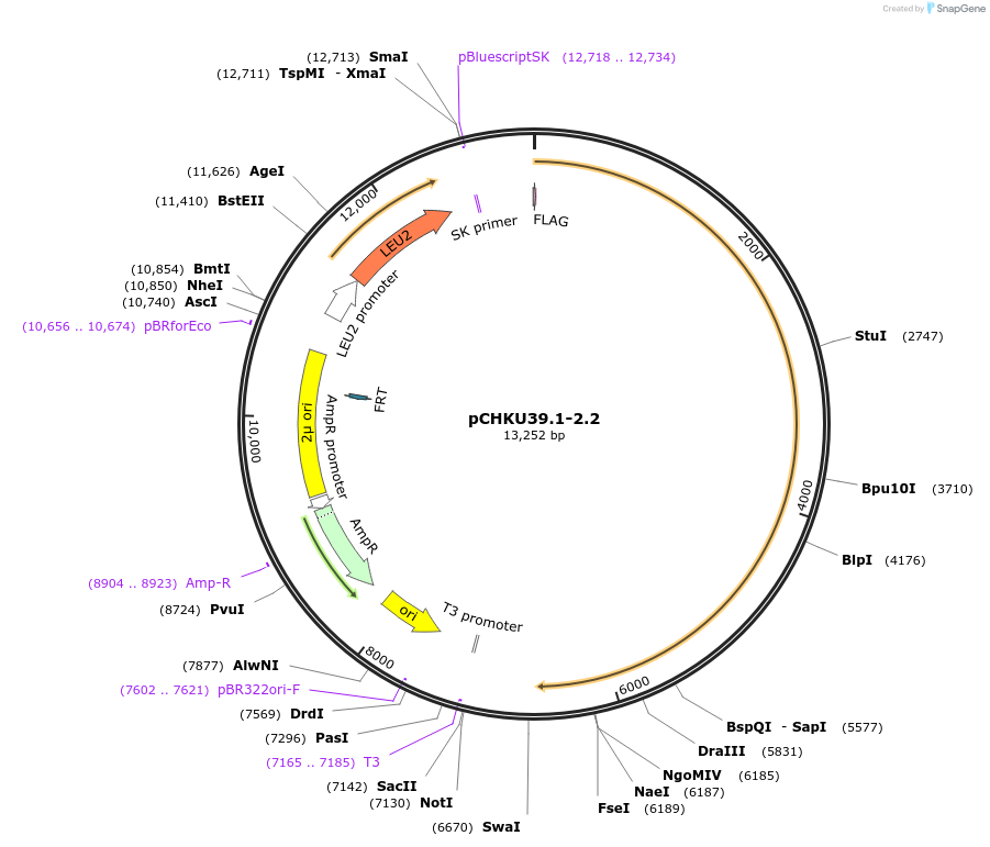110671-plasmid-map-sequence-id-212418