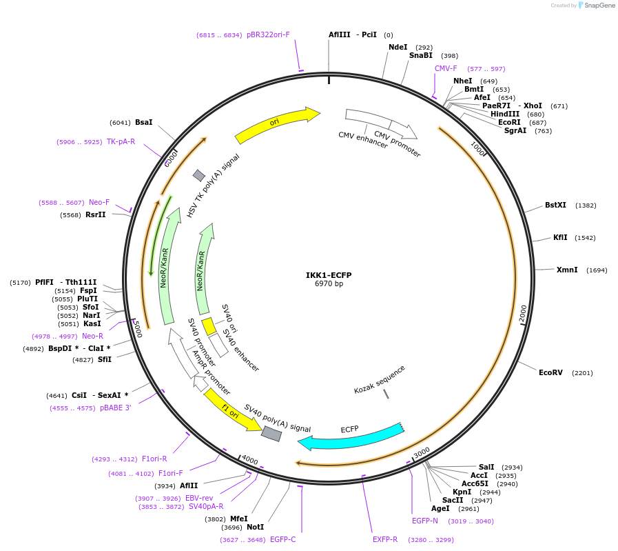 111205-plasmid-map-sequence-id-212447