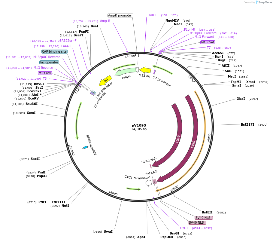 111428-plasmid-map-sequence-id-212463