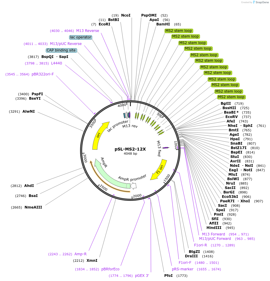 27119-plasmid-map-sequence-id-212465