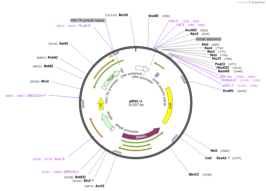 104579-plasmid-map-sequence-id-212475