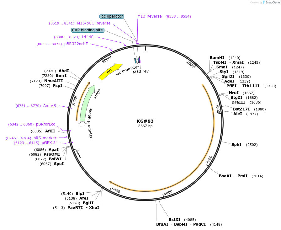 110877-plasmid-map-sequence-id-212517