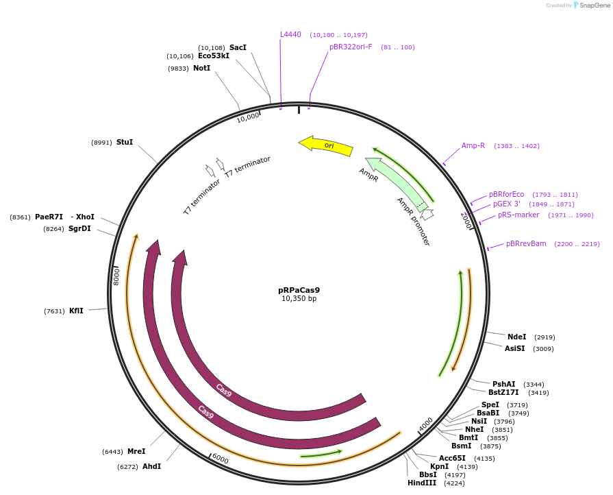111819-plasmid-map-sequence-id-212528