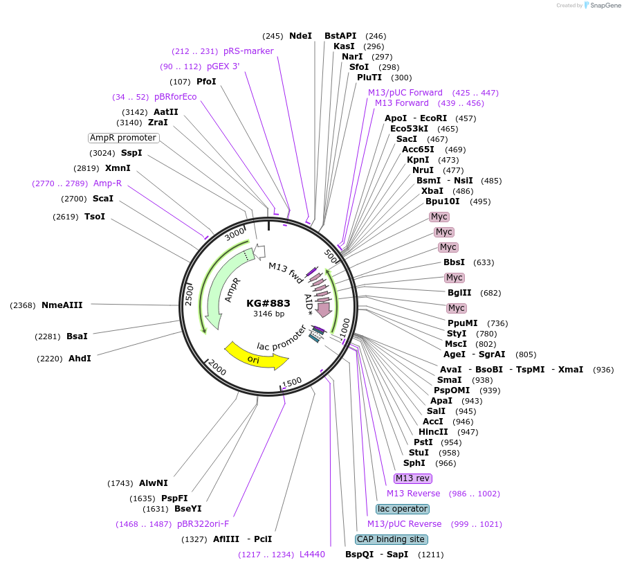 110913-plasmid-map-sequence-id-212540