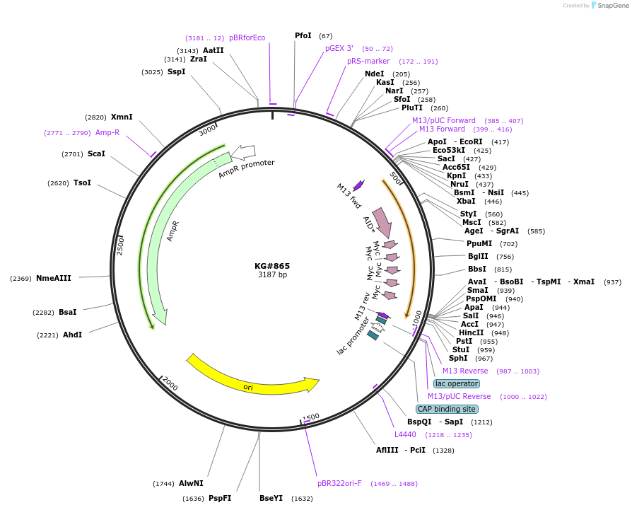 110912-plasmid-map-sequence-id-212549